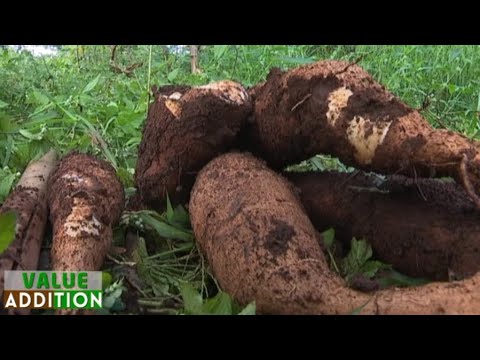 Cassava value addition and how to maximize profits - Part 2