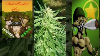 UK GUERILLA GROW.. ORGANIC GREEN GOLD