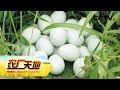 《农广天地》五元一个的鸭蛋不愁卖 20190115 | CCTV农业