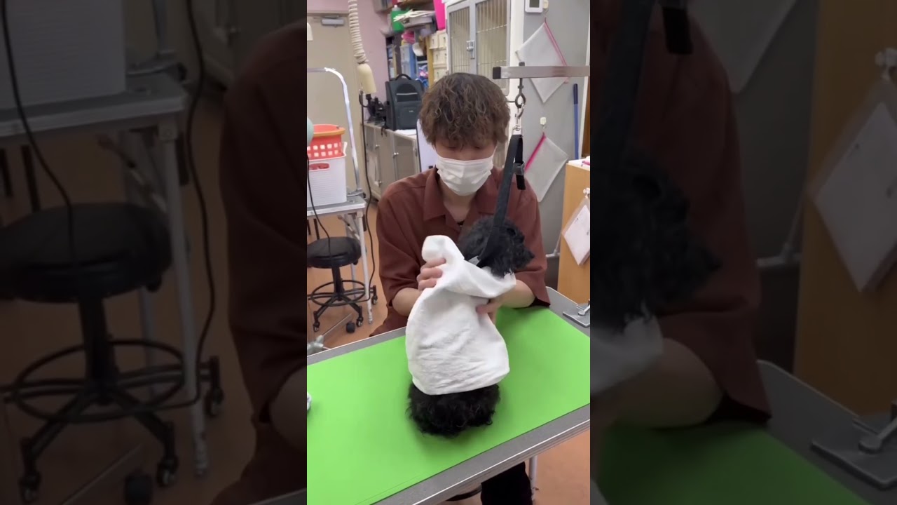 くろみちゃんの美容風景 #トリマー #大阪 #トリミング