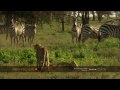Lone wildebeest calf falls victim to cheetahs