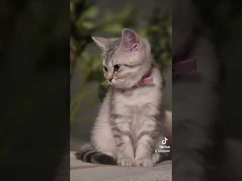 صحاك اشوق من نومك وبقلبي تعا كفي نومك