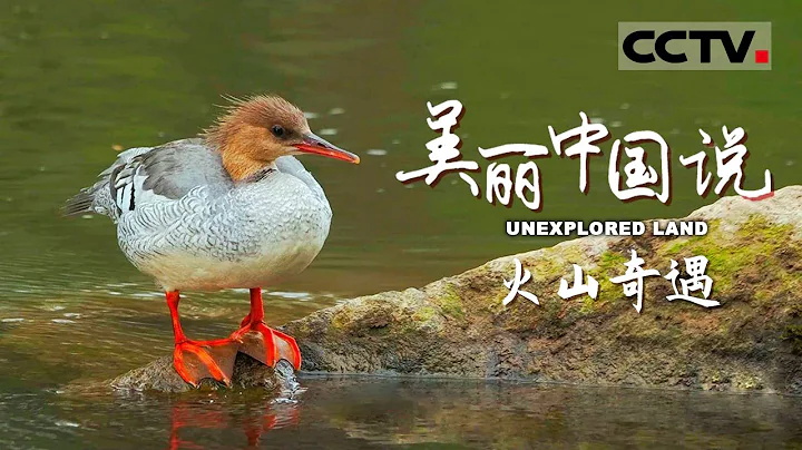 【ENG】《美丽中国说》UNEXPLORED LAND EP1 晋升为母亲的中华秋沙鸭与一位不速之客展开“争雏”之战 究竟谁能夺得小鸭的“抚养权”？【CCTV纪录】 - DayDayNews