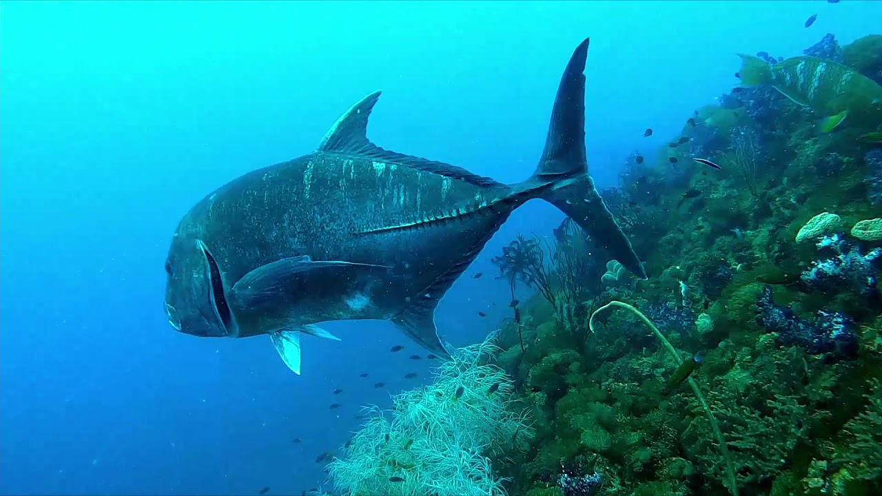 Scuba Dive the SS Yongala 14-05-21