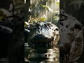 Nightmare Caught on Camera: Crocodile’s Attack Sound!#movie#film#wildlife#crocodile#nature#funny