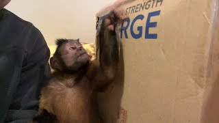 Monkey Monday! MonkeyBoo Christmas Mail LIVE!