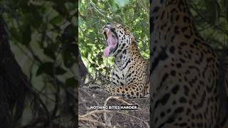 Jaguar: The King of The Rainforest