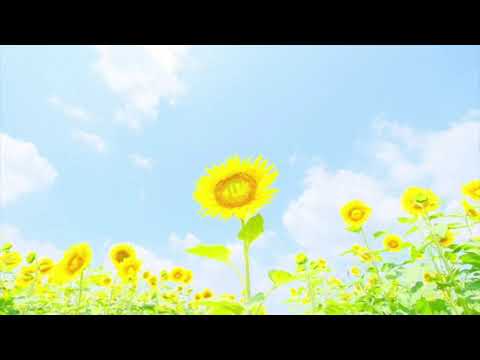 まりのおはなうた NO.2「ひまわりの約束/秦基博」