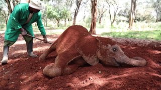 Best Baby Elephant Mud Bath- Giant Cool African Elephants