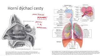 Dýchací soustava I - dýchání a horní cesty