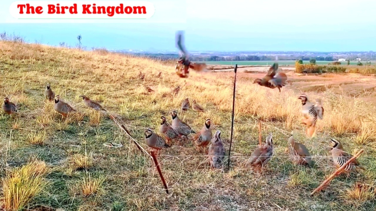 Unbelievable Bird Catching Technique You Must See! Catching a flock of birds #The_Bird_Kingdom