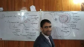 Development and Structure of Microsporangium or Pollen Sac