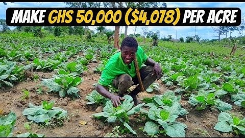 Cabbage Farming: A Step-by-Step Guide for Beginners - Agriculture