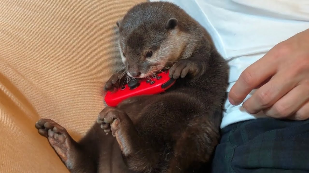 カワウソさくら 飼い主となんでも一緒のカワウソ Otter playing games