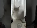 【朝の一コマ】次の動画まで、部長さんに繋いでもらう🫶