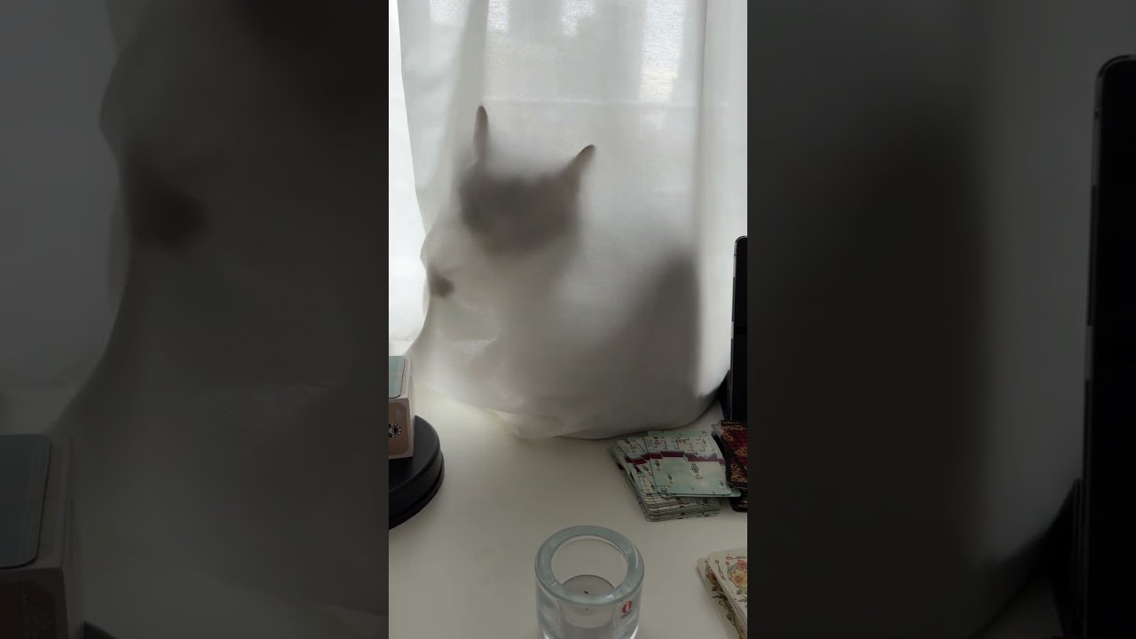 【朝の一コマ】次の動画まで、部長さんに繋いでもらう🫶