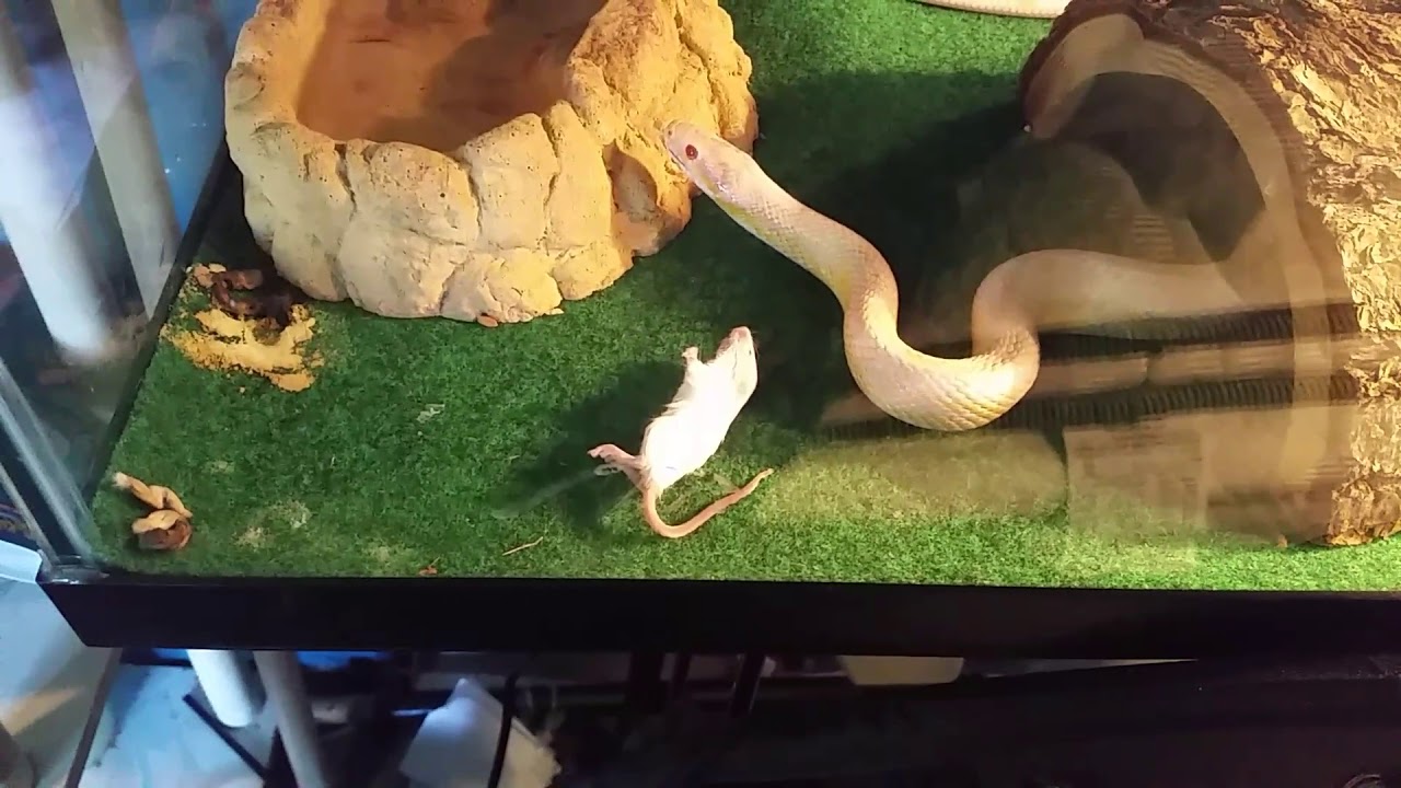 video phone é a continuação de telephone Feeding my pet snake