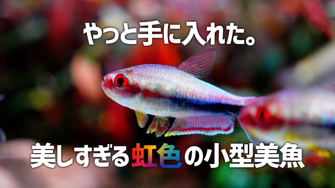 なかなかお目にかかれない、七色に光る小型美魚を大量導入。