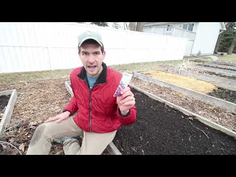 Video: Successions-løgplantning – Sådan plantes løgløg i lag
