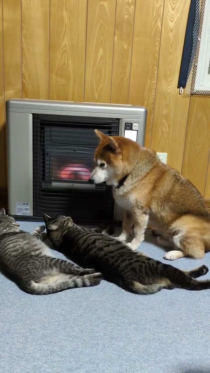NEW VIDÉOS 2025 TOP #cat ???????