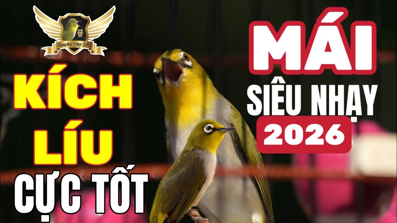 Tiếng Khuyên Mái 2026 Cực Nhạy Kích Chim Căng Mỗi Ngày - File Triệu Anh Em Tin Dùng | KTB
