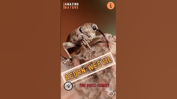 Acorn Weevil - The Drill Insect !!