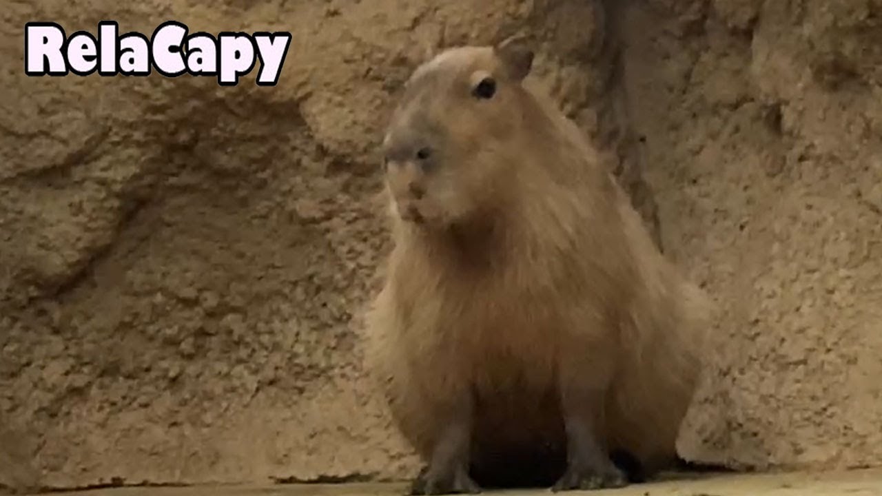 カピバラの哀愁 哀愁 カピバラ劇場 Sorrow Capybara Theater 悲傷 水豚劇場 - YouTube