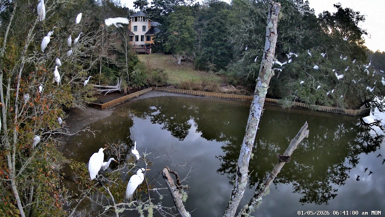 Morning Roost: January 5, 2026 – Inner Harbor Bayou, Ocean Springs, Mississippi