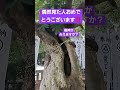 【見逃し厳禁🈲】2度はないです‼️ご神木に住む龍神🐉を見た人強運‼️この後一気に物事が好転します✨️金運上昇‼️早い人はすぐです#shorts #short #地球船龍神丸 #開運 #神社