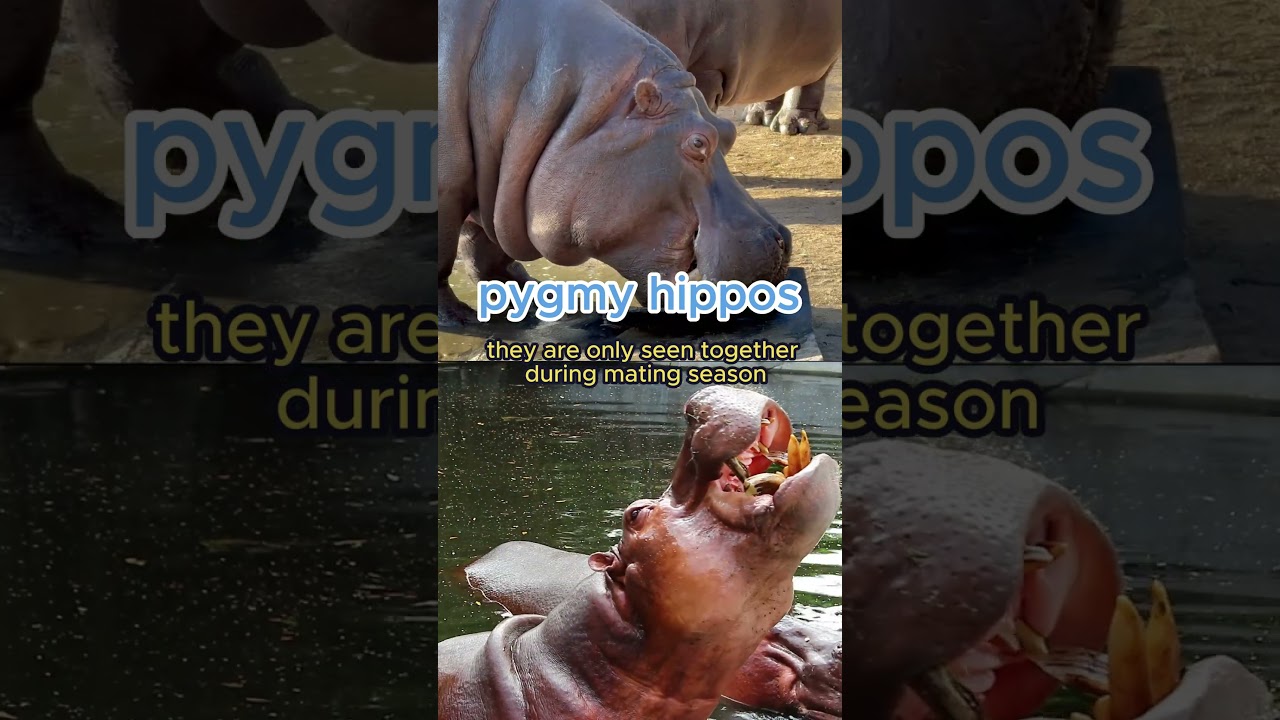 Lesser-Known Facts About Pygmy Hippos 2024/ animals unknowns