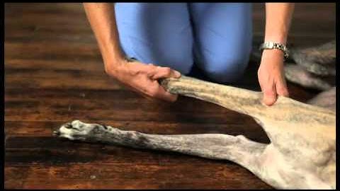 Video 6 Dog Physical Therapy Forelimb Pronation and Supination