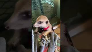 น้องผักบุ้ง #meerkat #เมียร์แคทน่ารัก #สัตว์เลี้ยงน่ารัก