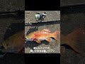 7年越しのリベンジ!幻の高級魚「スジアラ」を遂に釣った日。