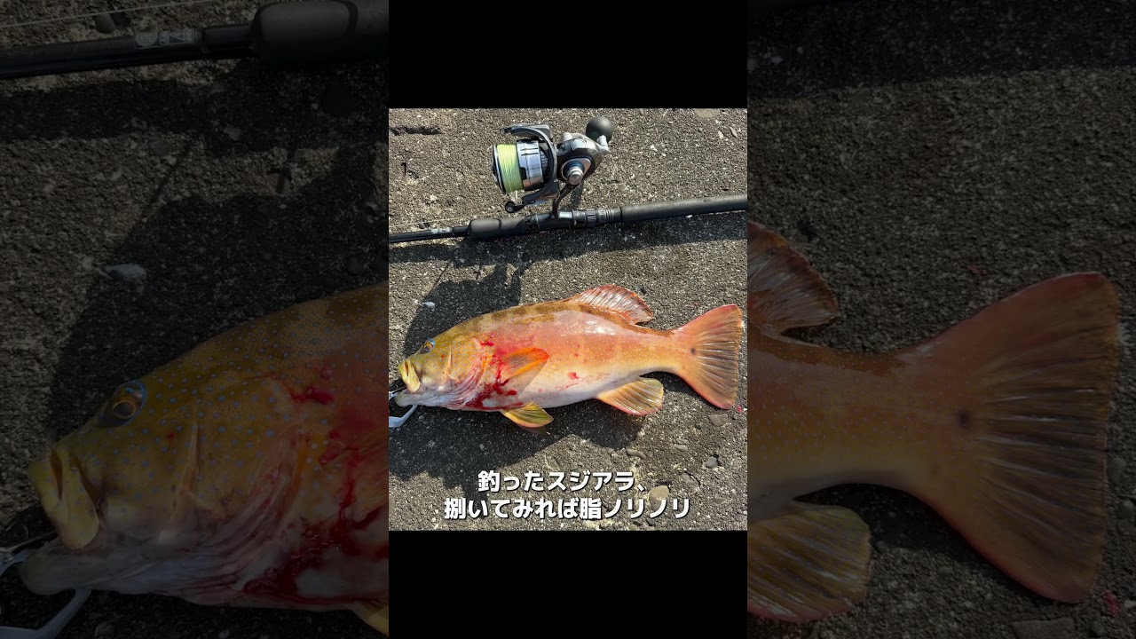 7年越しのリベンジ!幻の高級魚「スジアラ」を遂に釣った日。