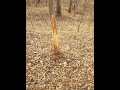 In Season Scouting! Rubs! Scrapes! Bedding! #publiclands #deerhunting #whitetail