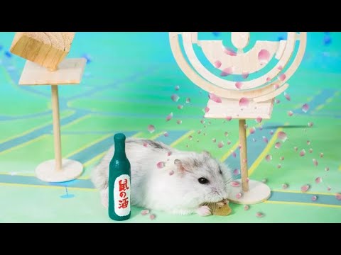 ✨【會員專屬】懷舊01/《倉鼠人》♬音樂鬧劇 _ pokemon Go 寶可夢【許伯簡芝】