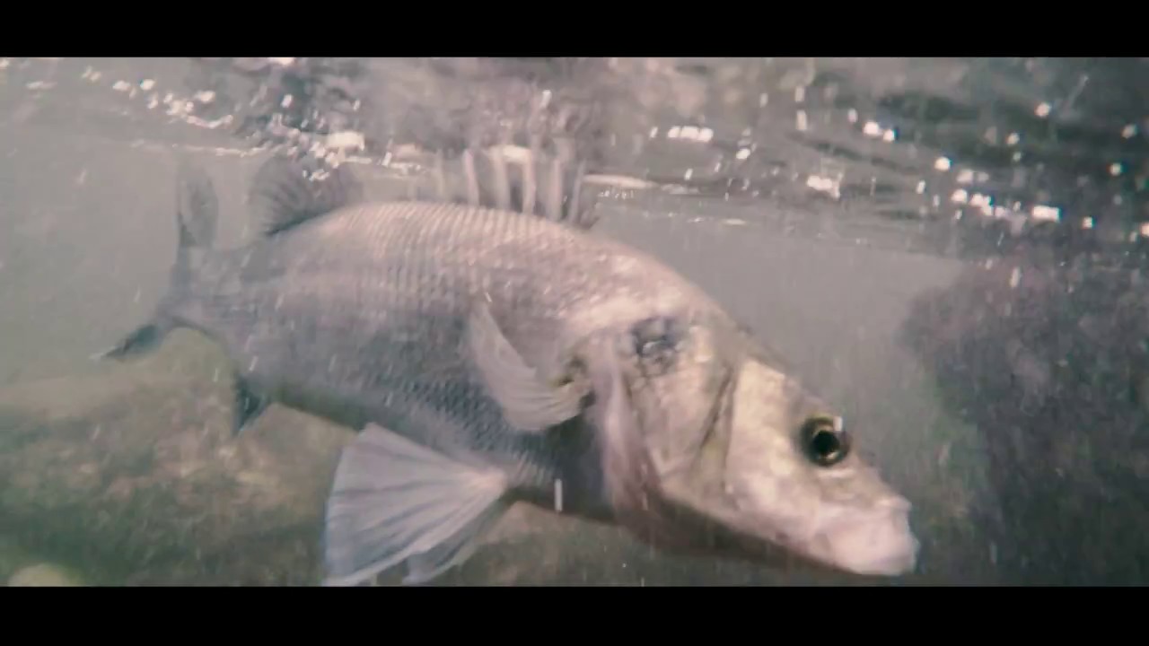 European SEA BASS FISHING in MOROCCO Vlogs Trailer YouTube