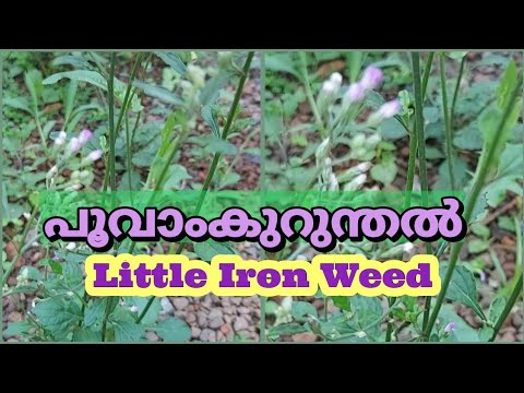 Poovamkurunnila ( Little Iron weed ) Dasapushpangal | Health Benefits -  YouTube