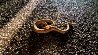 Mohave Rattlesnake Night Driving