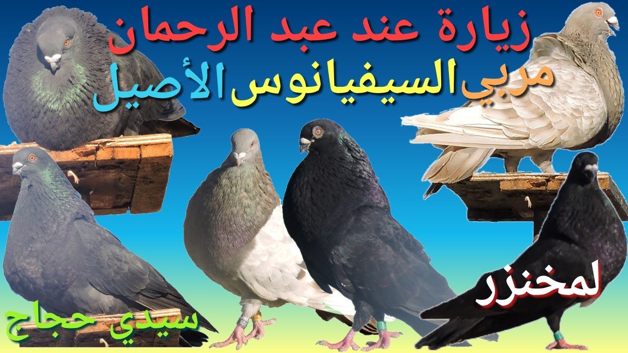 زيارة عند الأخ عبد الرحمان من سيدي حجاج، مربي حمام #السيفيانوس المغربي الأصيل ⁦🇲🇦⁩