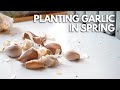 How to plant garlic in spring  balconia garden