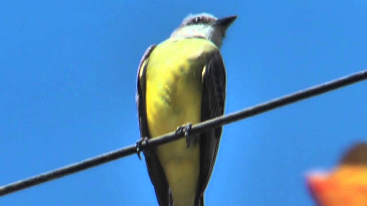 Lemon-Browed Flycatcher Conopias cinchoneti Mosquero Maskentyrann 