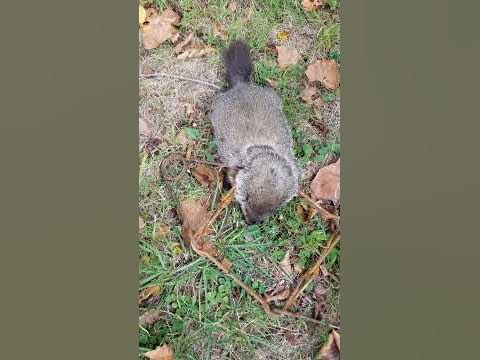 Groundhog under my cabin. #ALsOutdoors #westvirginia #trapping - YouTube