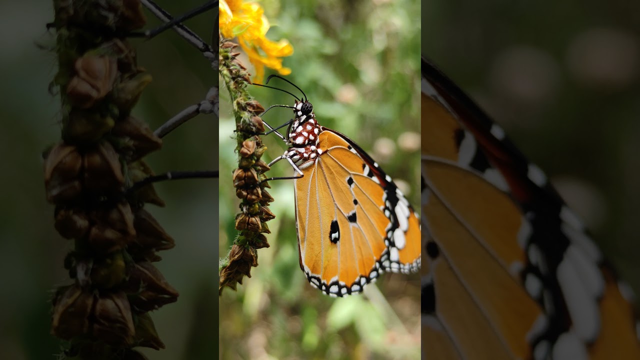 COMMON TIGER BUTTERFLY