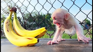 Bon Bon baby monkey has a delicious breakfast by Home Pet 360 views 11 months ago 7 minutes, 11 seconds