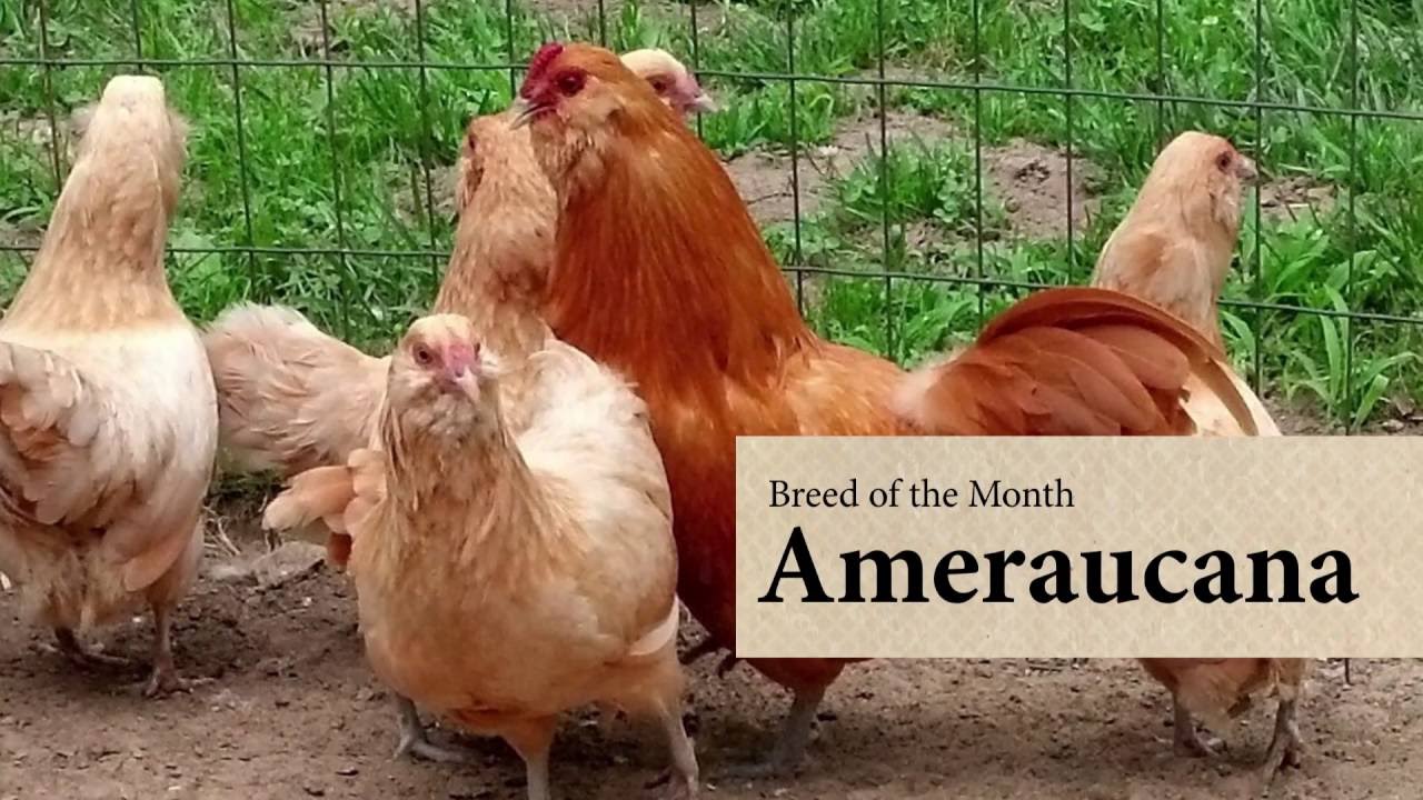 Rir x ba multi purpose egg and meat. Ameraucana Chicken: August Breed of the Month - YouTube