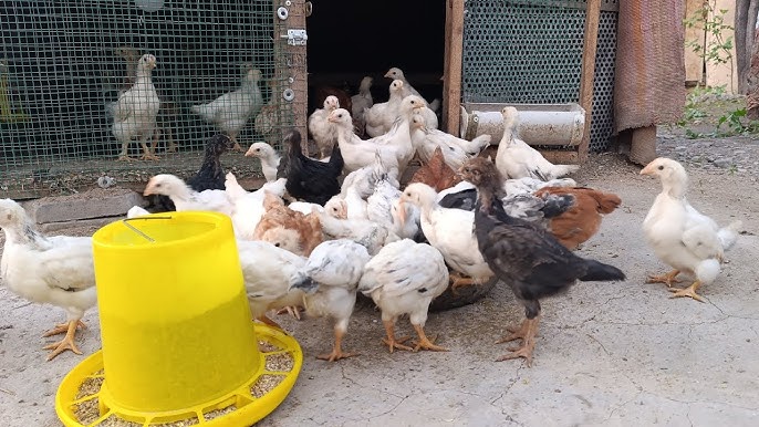 Kseniya Borodinaning jinsiy aloqa qilishini tomosha qiling Rus tilida ziyofatda jinsiy aloqa