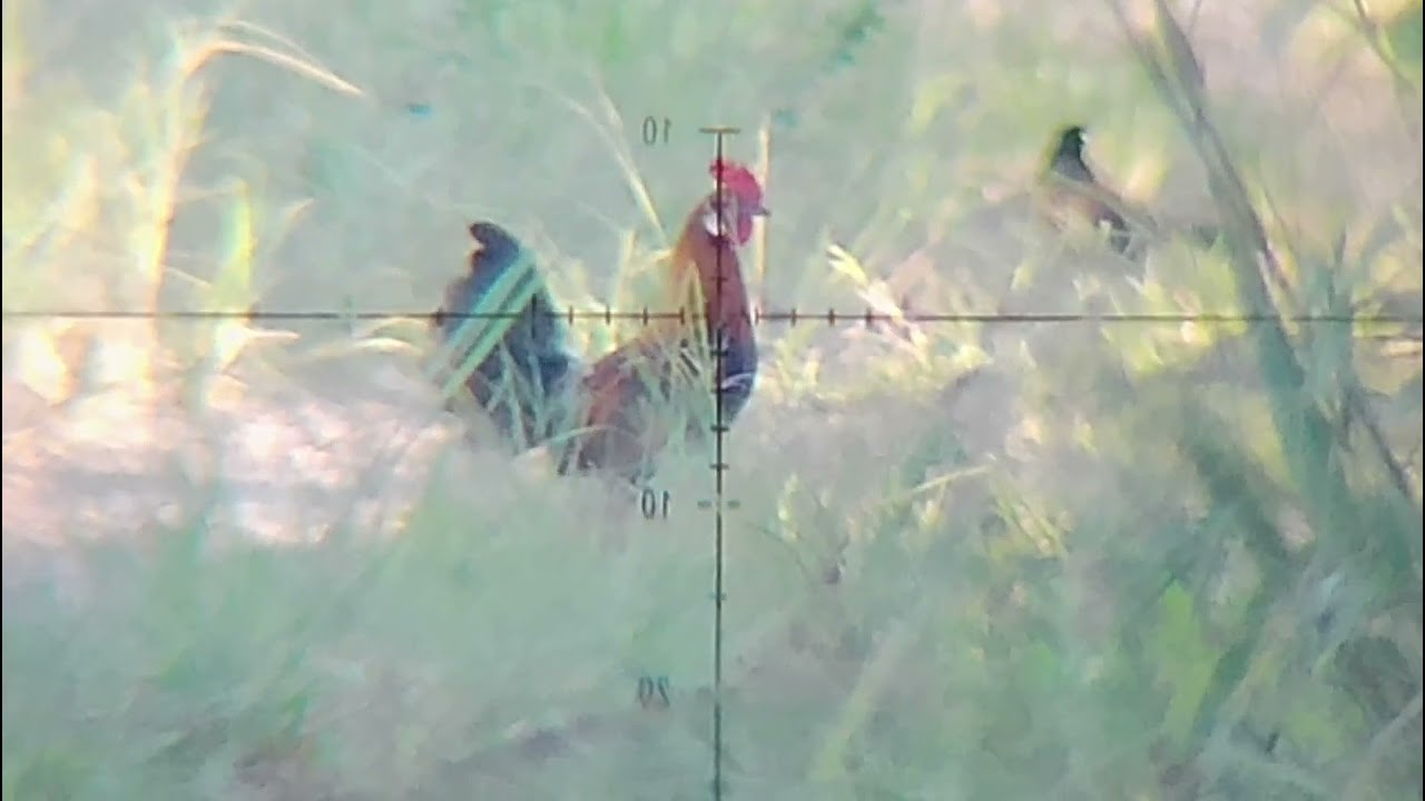 SPOT RAHASIA UMUM #ayamhutansumatra #setiaslug #slug 