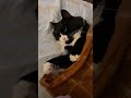 Comfort Level: Cat Nap