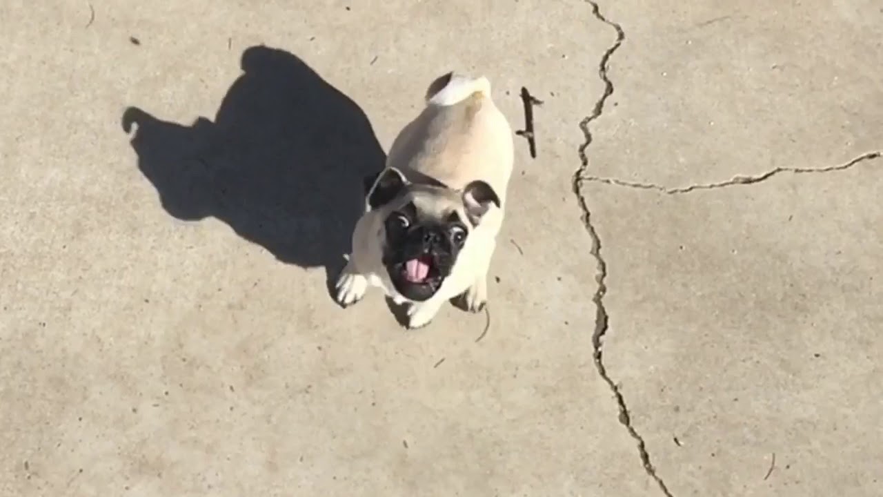 Slow Mo Puppy YouTube